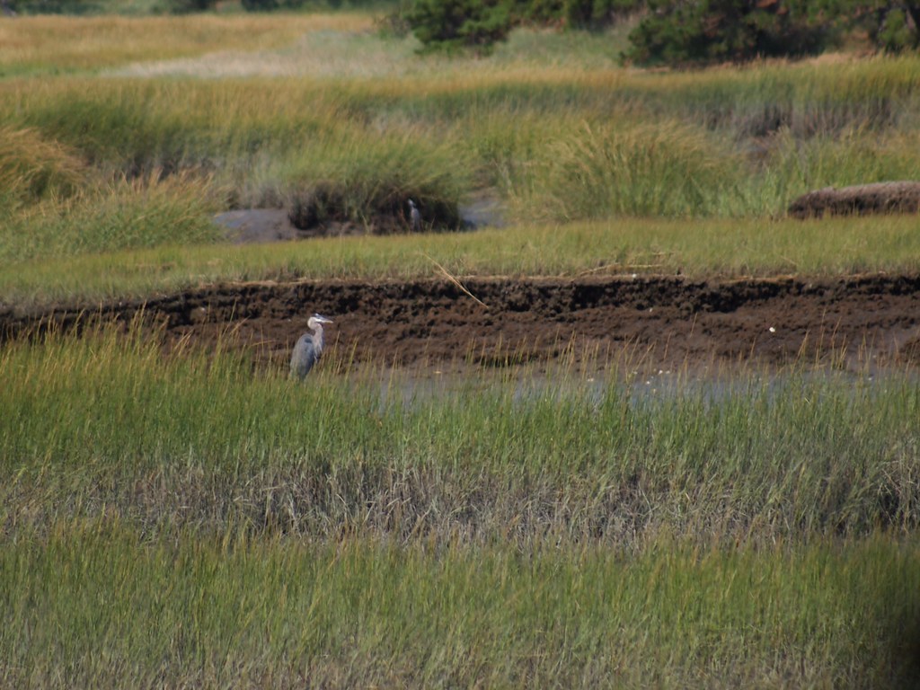 Heron at Wellfleet Wildlife Sactuary BellaEatsBooks Flickr