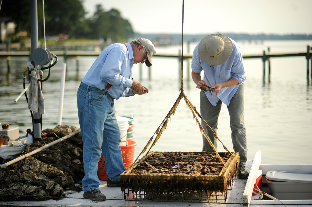Oyster Aquaculture apprentice Dudley has been r… Flickr