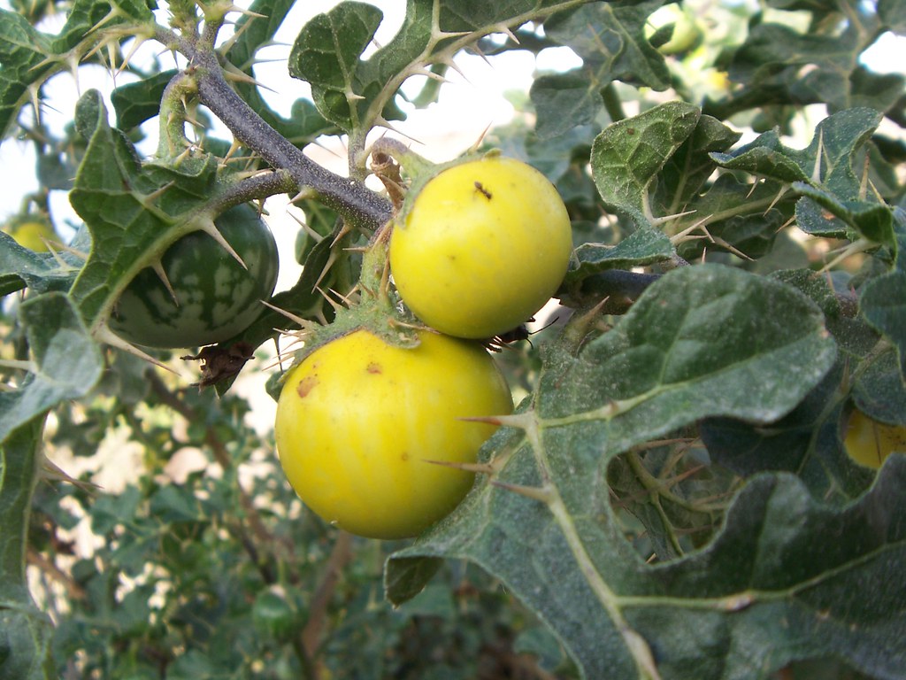 Tomatillos del diablo. Frutos . Solanum sodomeum Tomatito … Flickr