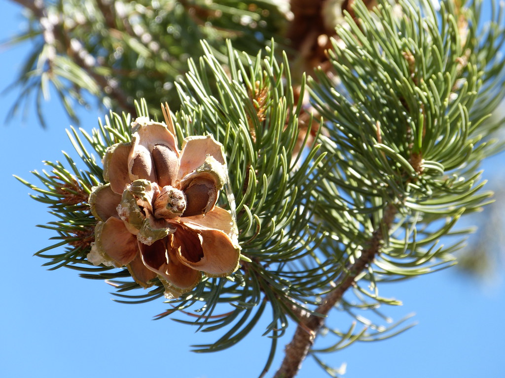 Food Source Pinon Pine Nuts AZ 86320 mjovery Flickr