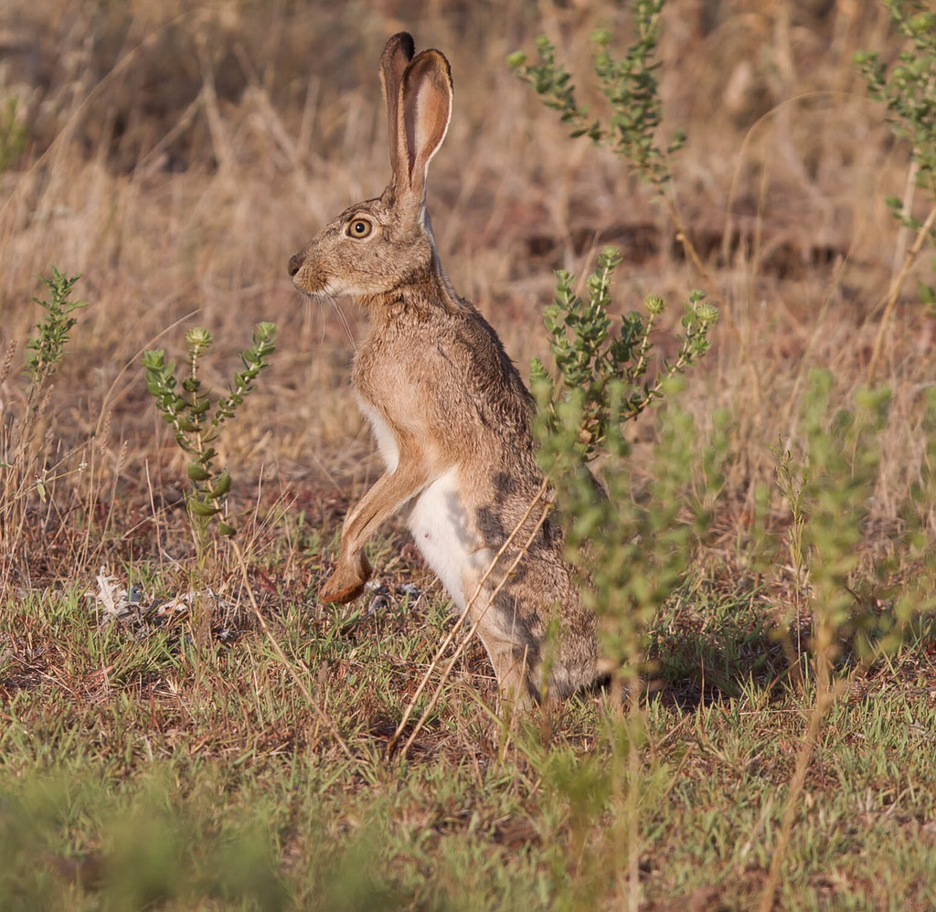 Western Oklahoma Jack Rabbit 4.jpg hdnitehawk01 Flickr