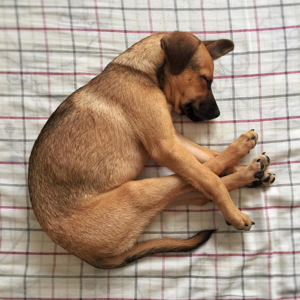 Chico dog dogsofinstagram denniscalazans Flickr