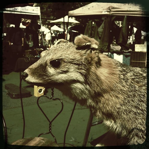 taxidermy Kilgub Flickr