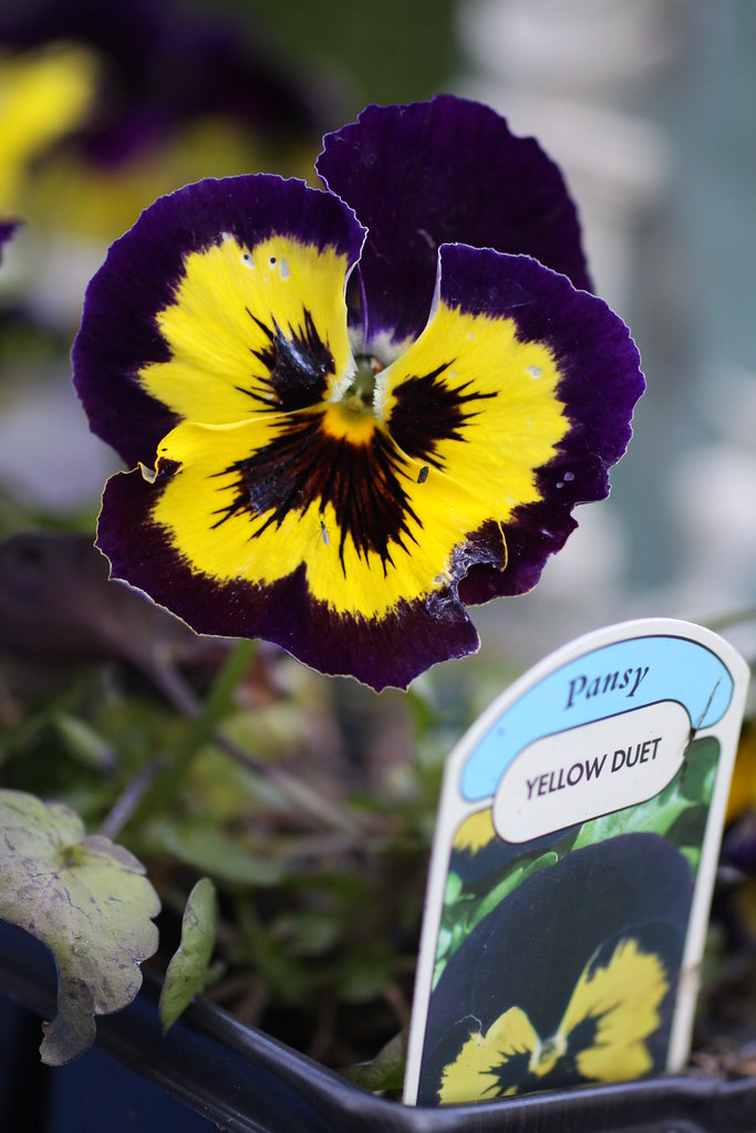 Don't be a Pansy Thomas Poulsom Flickr