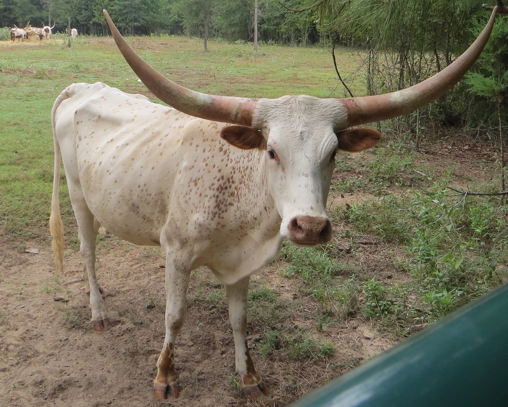 LBF DEW LONGHORN/WATUSI MIX Lazy B Farm Texas Flickr
