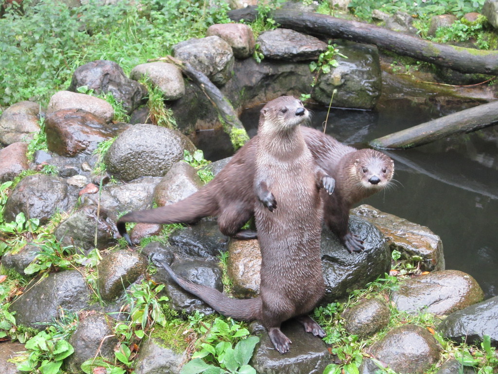 Otters at Scottish Sealife Sanctuary, near Oban Otters, Ob… Flickr