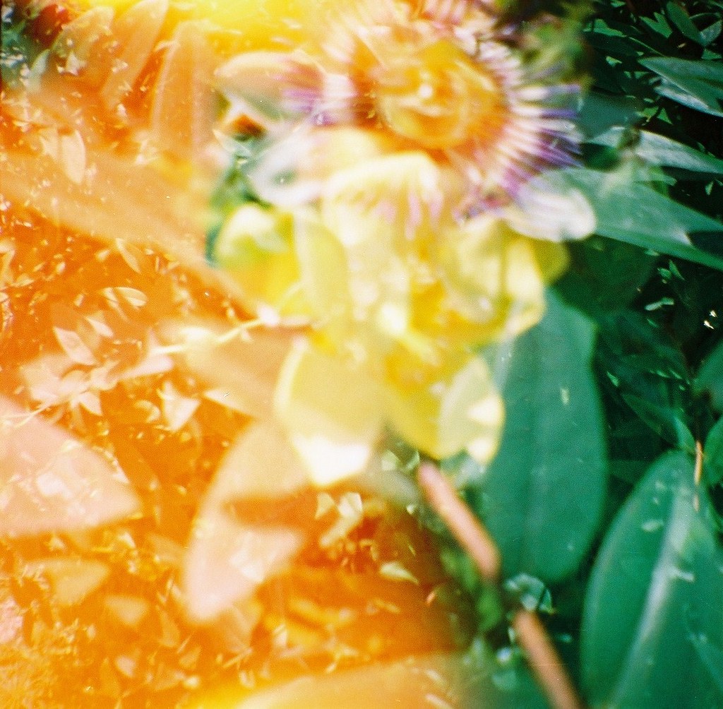 all flowers in time bend towards the sun Visions.of.Johanna Flickr