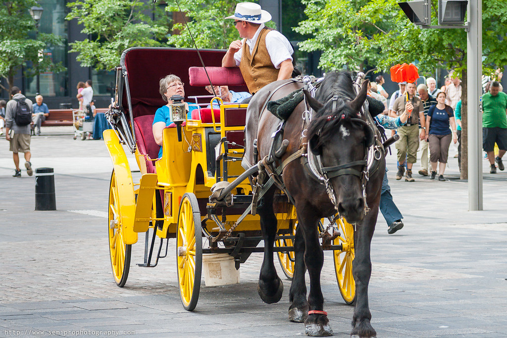 Horse Carriage Ride Popular Tourist Attraction in Montreal… Alex