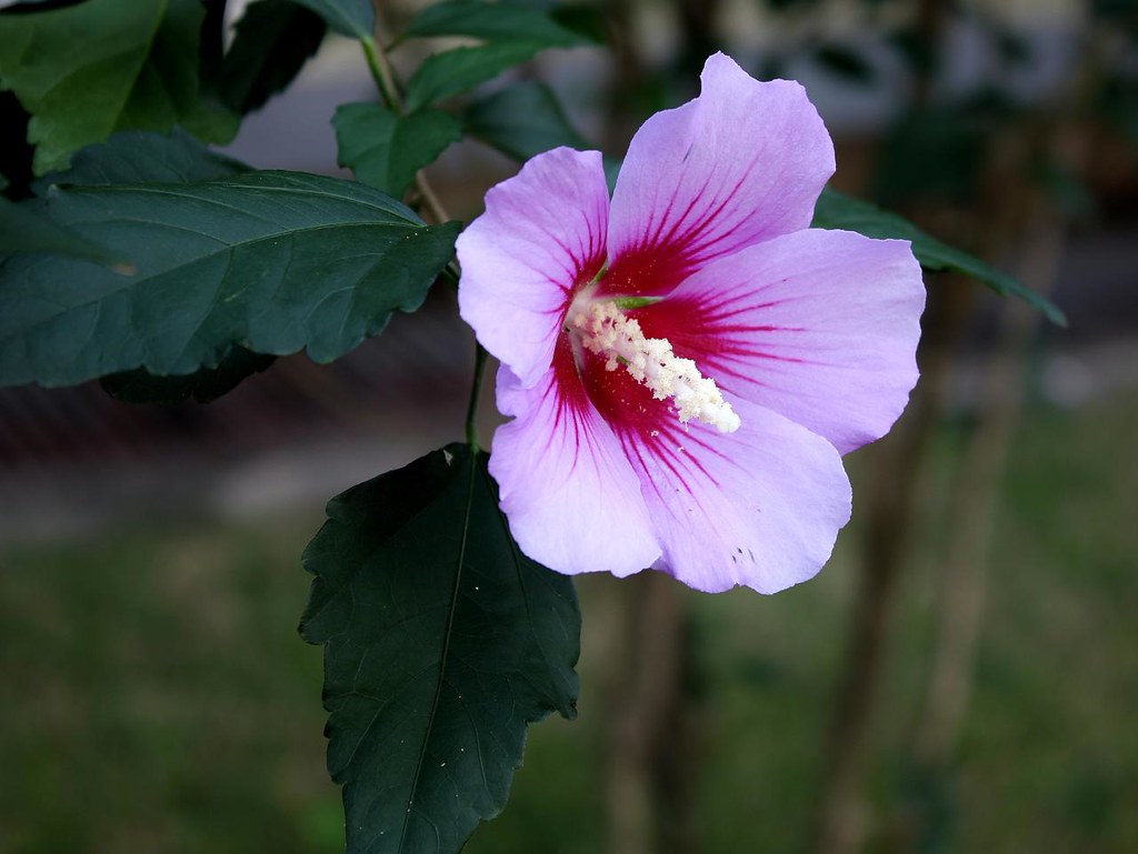 Hibiscus syriacus a photo on Flickriver