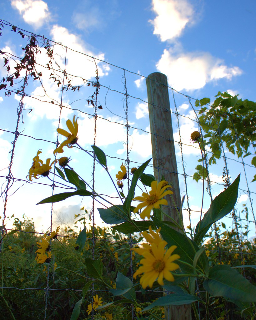 A Flowery Fence | Enjoying flowers while they are still arou… | Tim