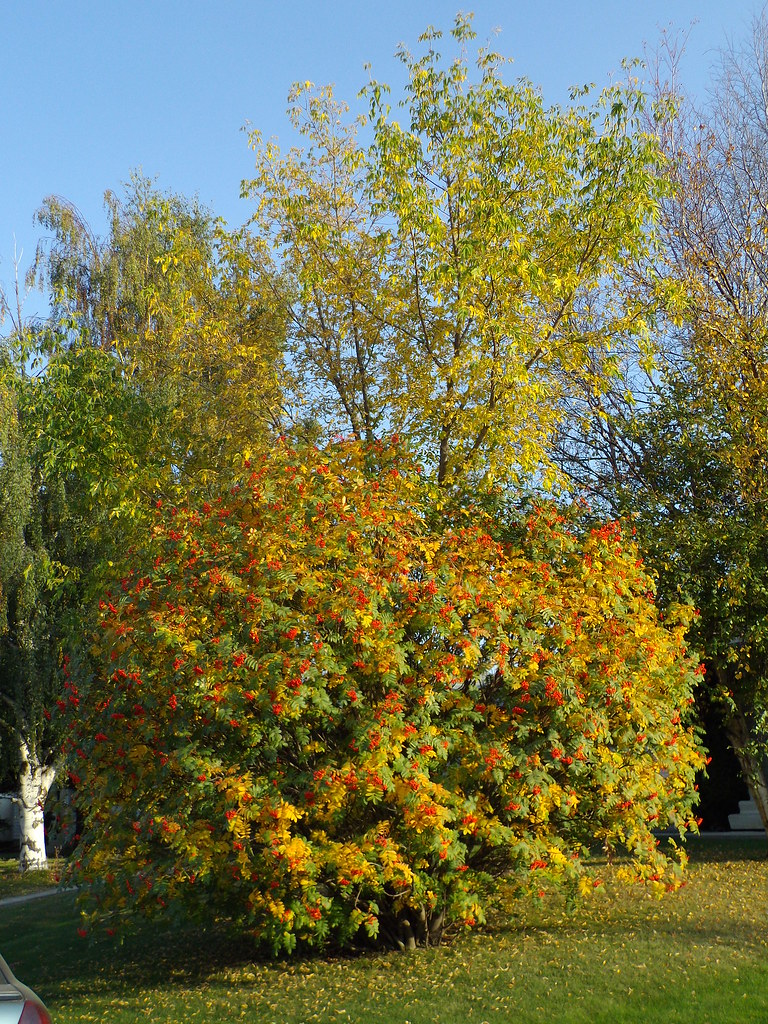 Berry Tree This Berry Tree has fully changed to red and ye… Flickr