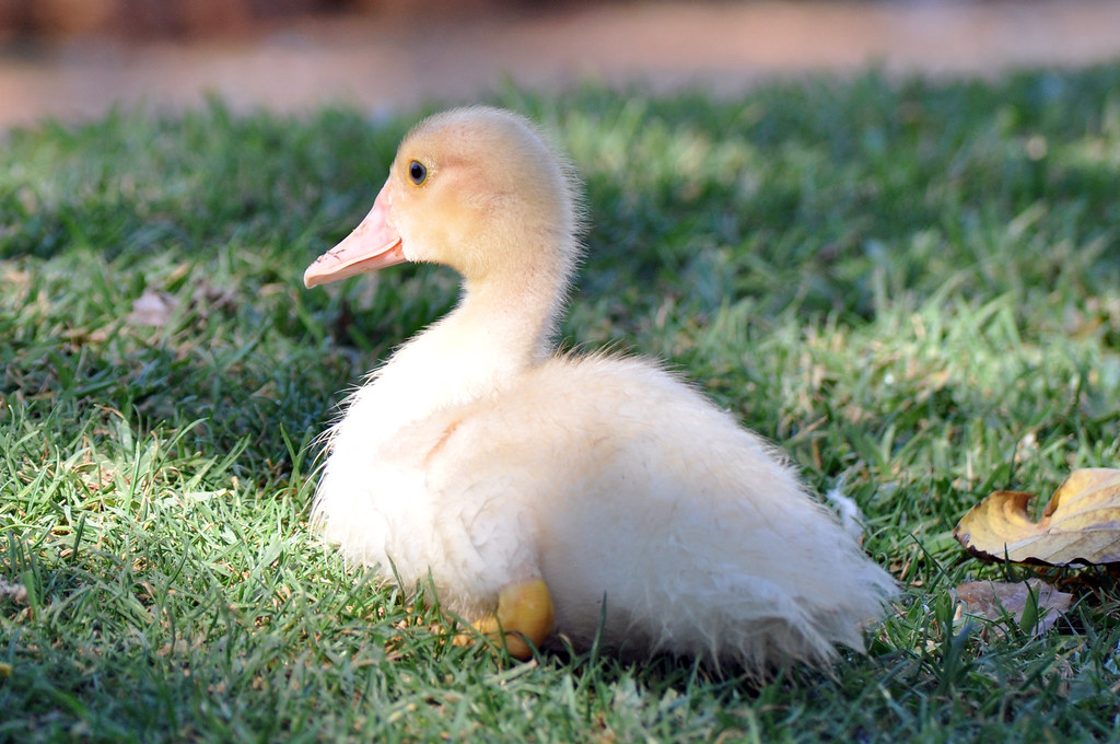 Baby Duck 1 Flickr