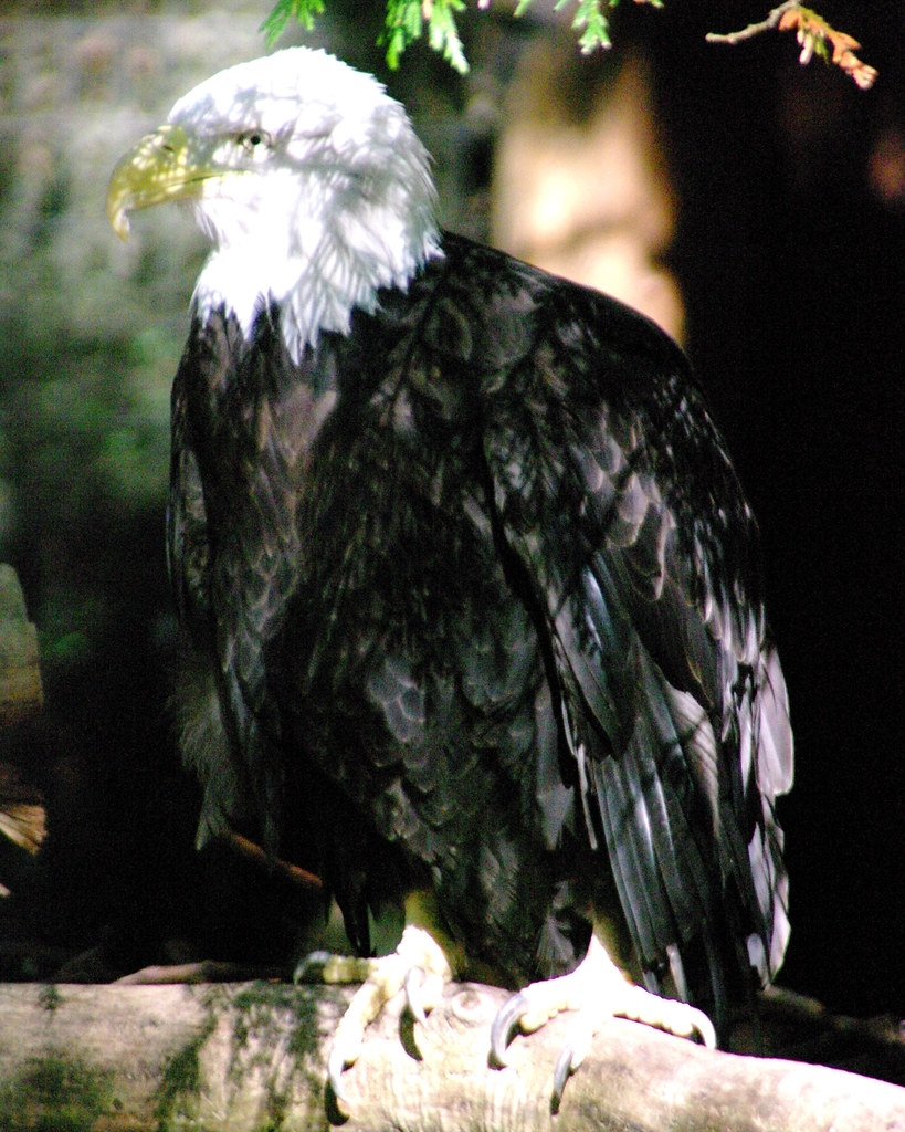 Phylum Of Bald Eagle USA Outlet