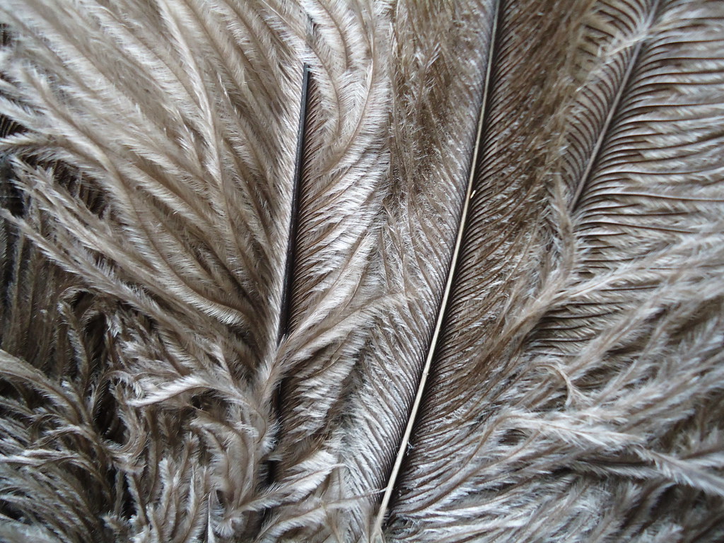 Ostrich feathers (duster) MAURO CATEB Flickr