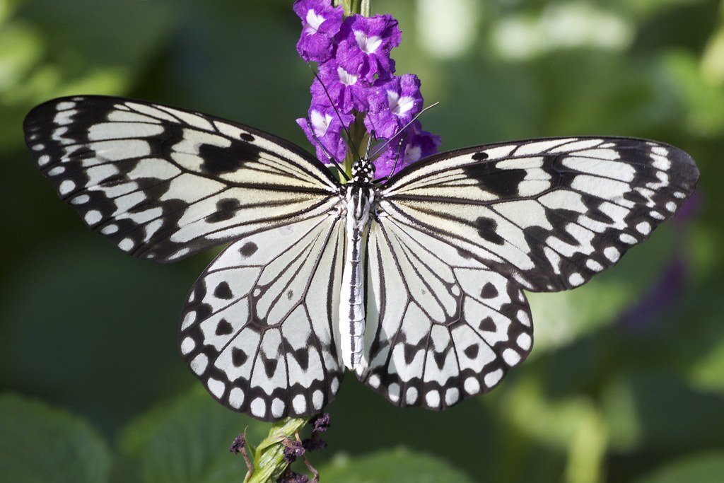 Paper Kite on Purple lovely butterfly at the Calgary Zoo John