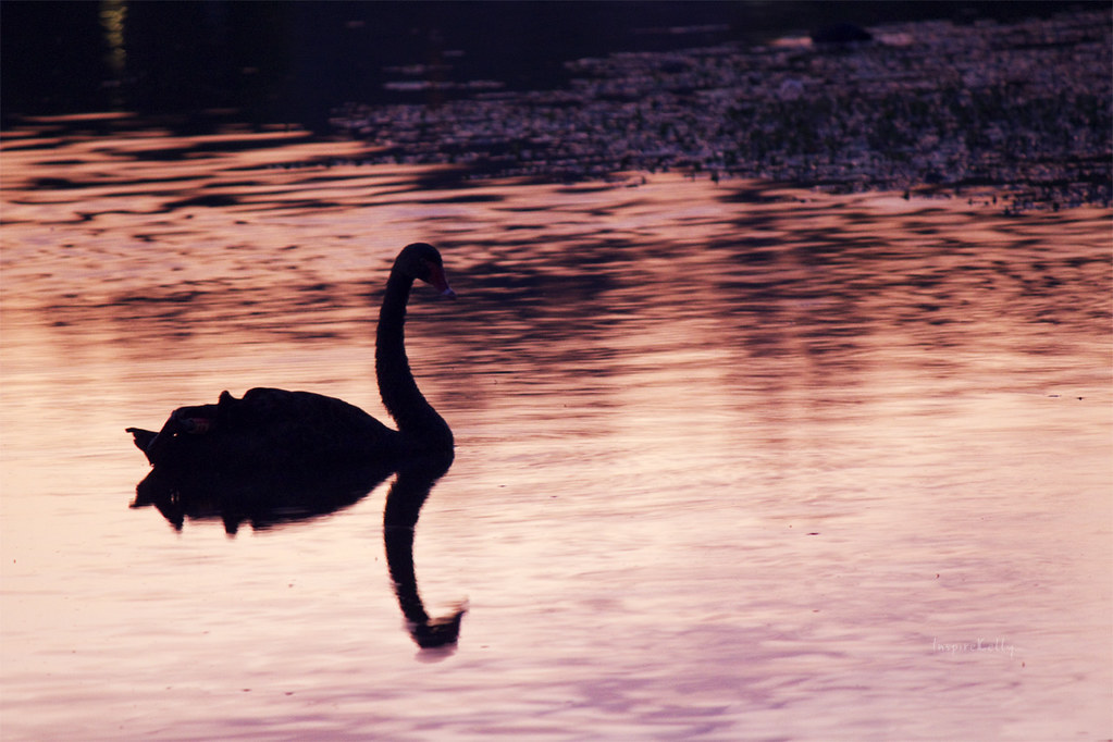 Swan Lake The lake near home was beautiful tonight. I was … Flickr