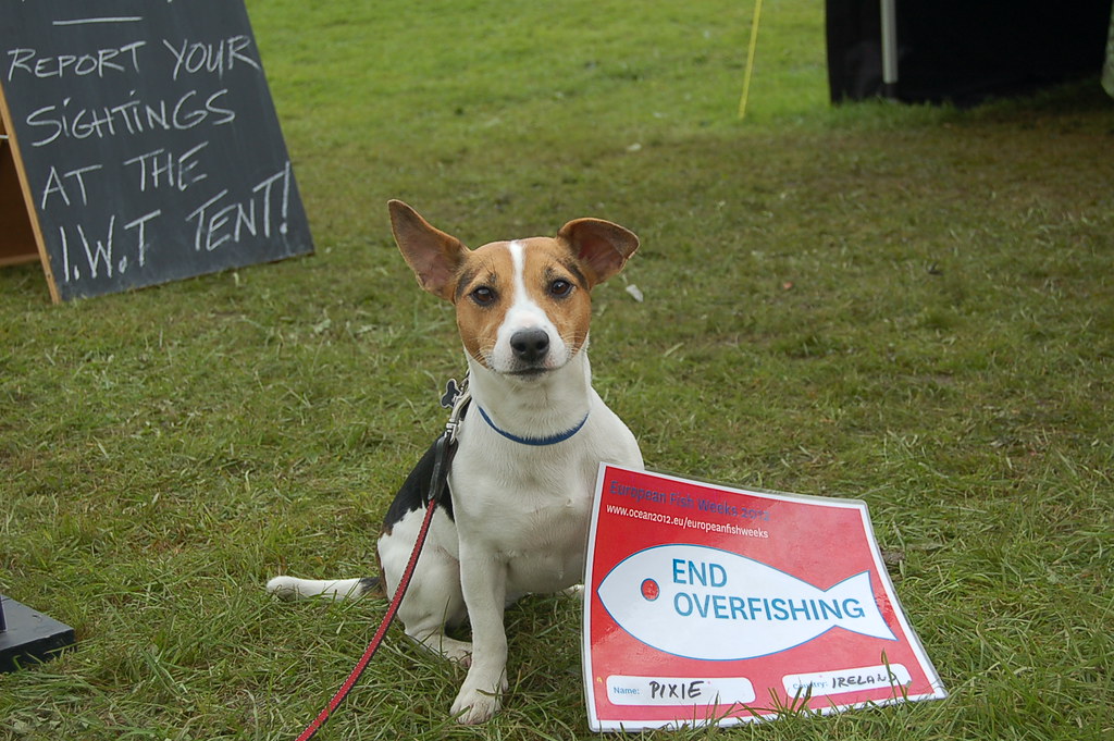 DSC_3550 Irish Wildlife Trust Dublin Branch Flickr