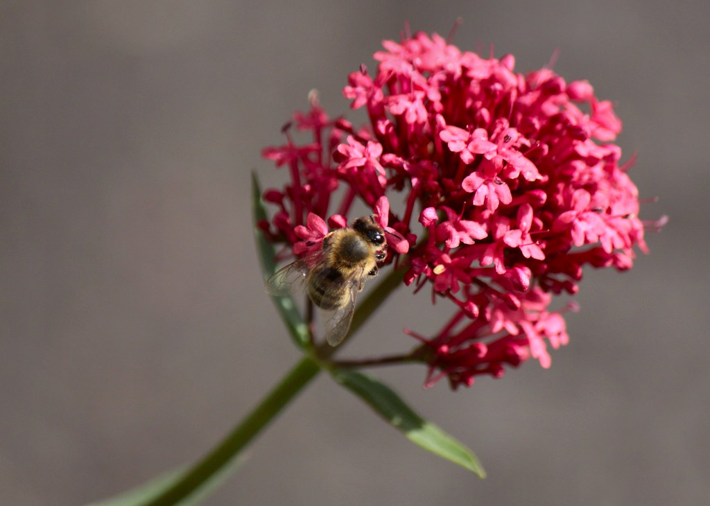 Valerian & the Bee A Bee busy on a Red Valerian flower. nondesigner59 Flickr