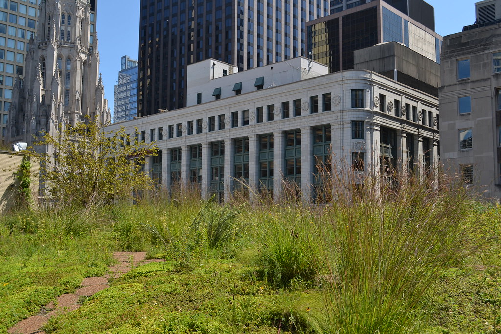 Chicago City Hall Green Roof August 2012 Celia Haven Flickr