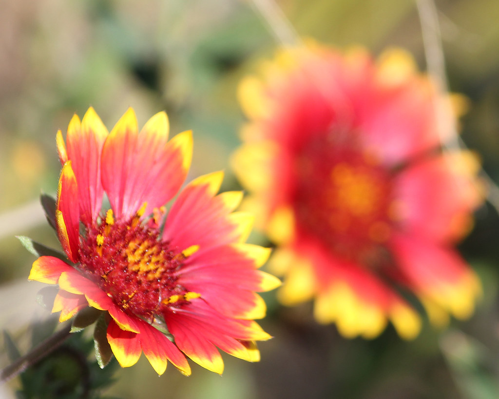 Late summer flowers Lido Beach, Long Island, New York Jose Oquendo