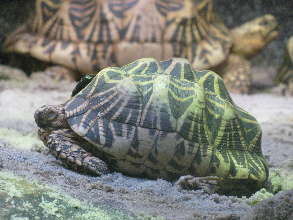 Turtle at Melbourne Zoo Picture take of one of the turtles… Flickr