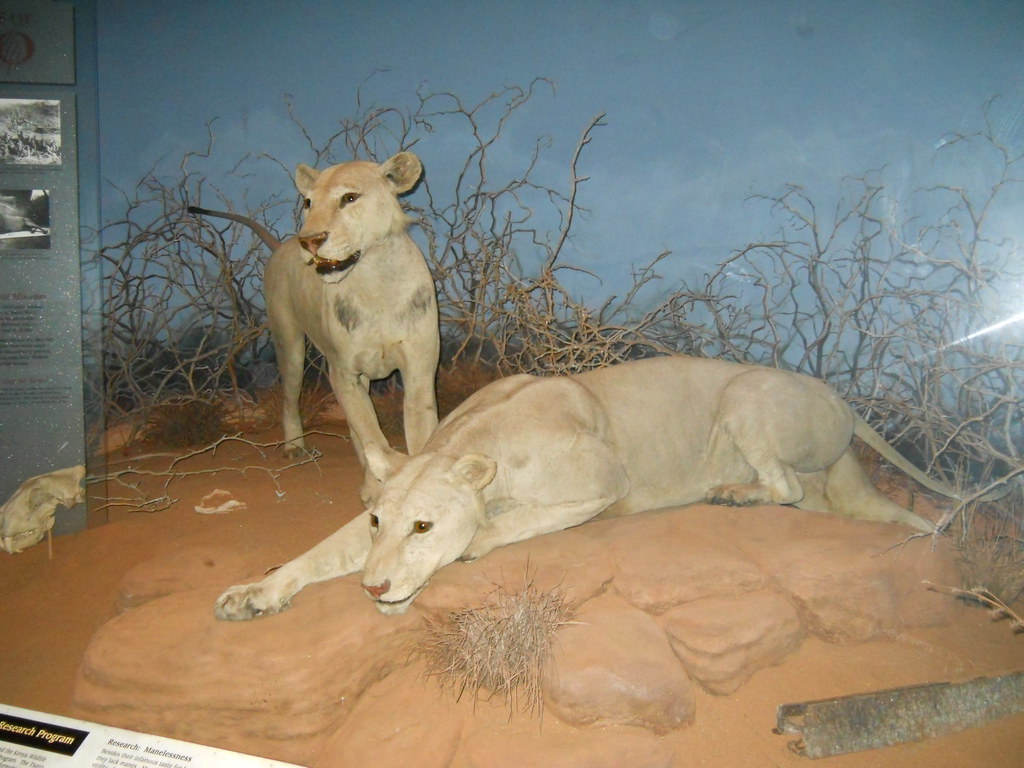 DSCN3663 Chicago. Field Museum. "The Ghost and The Darknes… Flickr