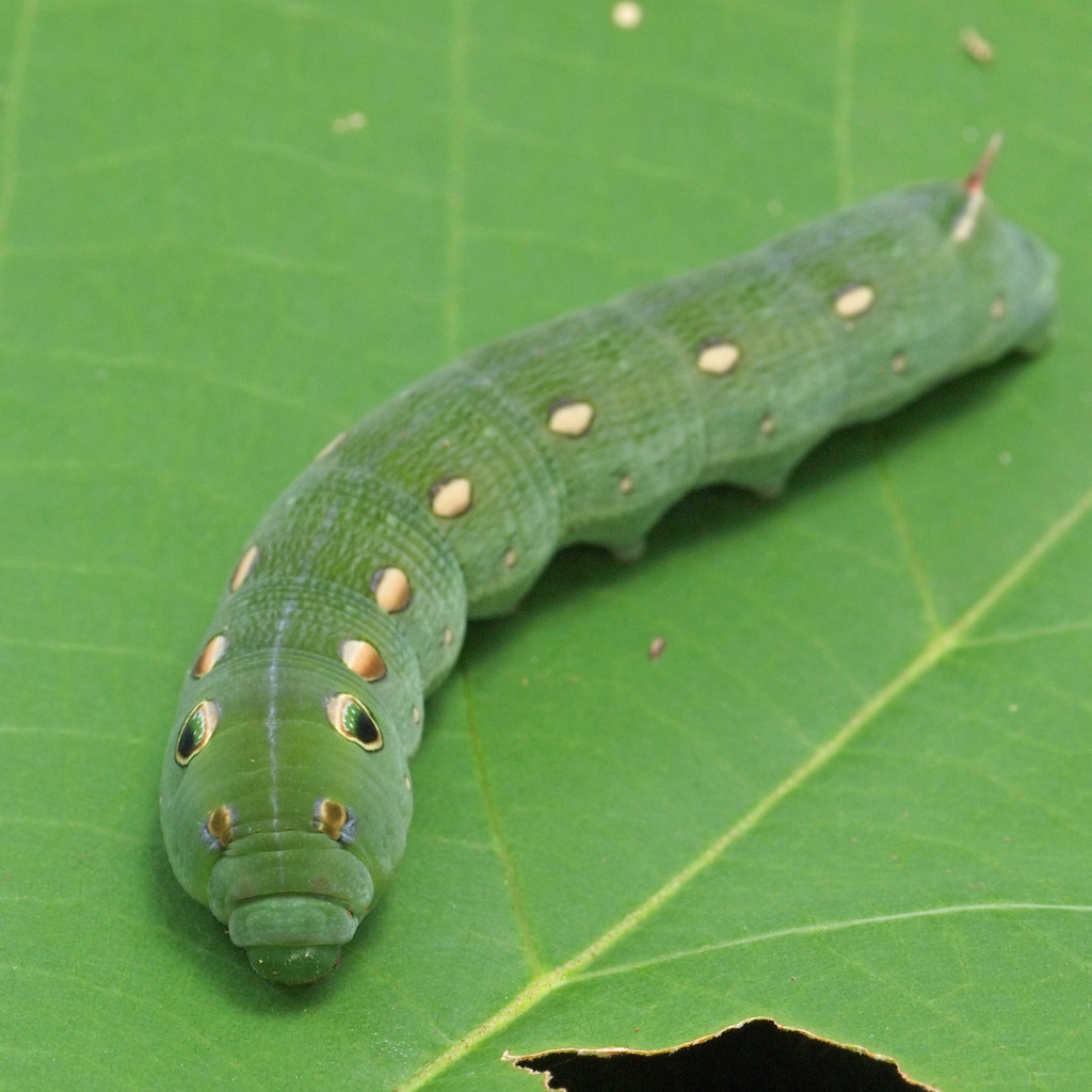 Fat green Caterpillar This fella is about 50mm long and sp… Flickr