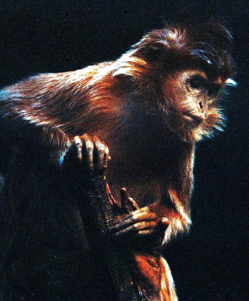 At the Monkey House At the Bronx Zoo. Taken with an old Ni… Flickr