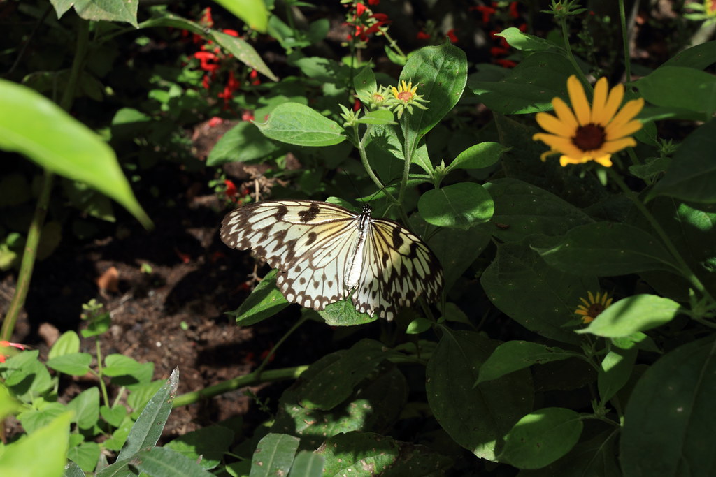 IMG_0138 Butterfly Exhibition in Chicago Botanic Garden. Xuanfan