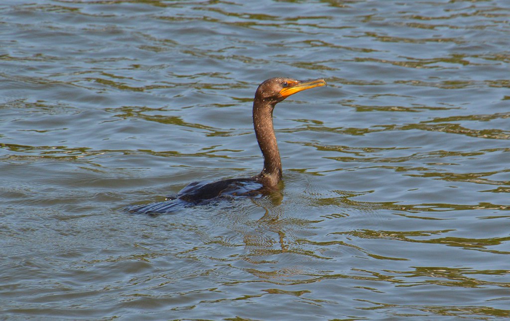 Cormorant Port Washington Joe Marcone (4.9 Million+ Views) Flickr