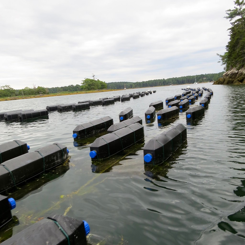 Oyster Aquaculture Our oyster cages submerged underwater, … Flickr
