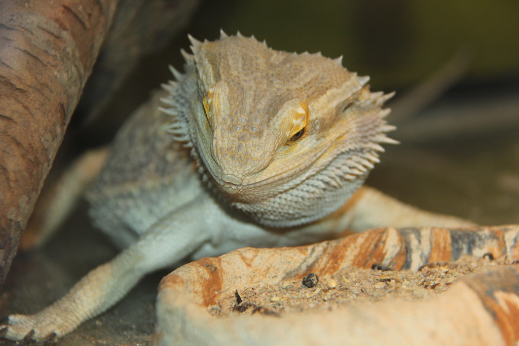 3008_0004 Bearded dragon lizard eating meal worms museum98 Flickr