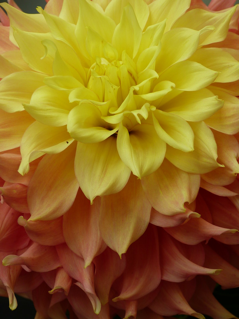Dahlia043 San Francisco Dahlias form the Dahlia Society E… Flickr