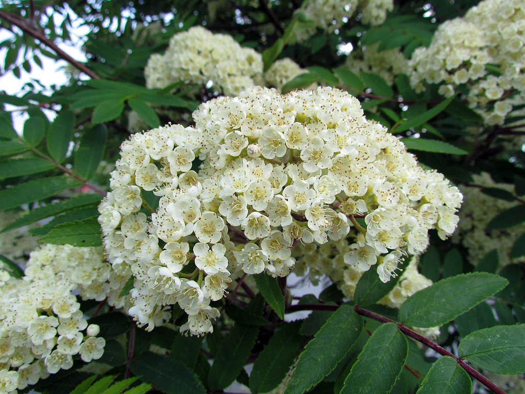 Mountainash Tree Flowers The tree is actually a Rowan, no… Flickr
