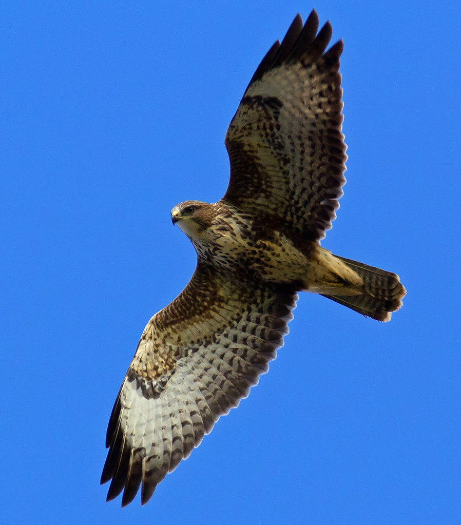 Common Buzzard There is nothing common about these great b… Flickr