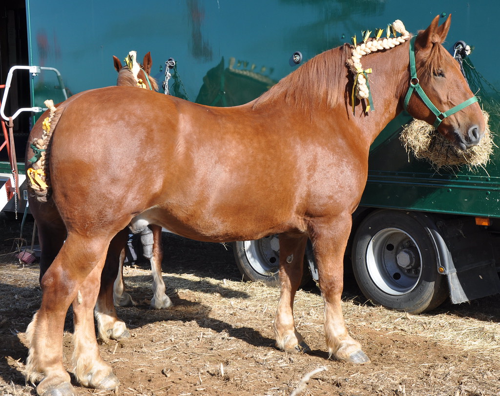 Suffolk Punch Gateridge Farm Heavy Horse 64th Fairford… Flickr