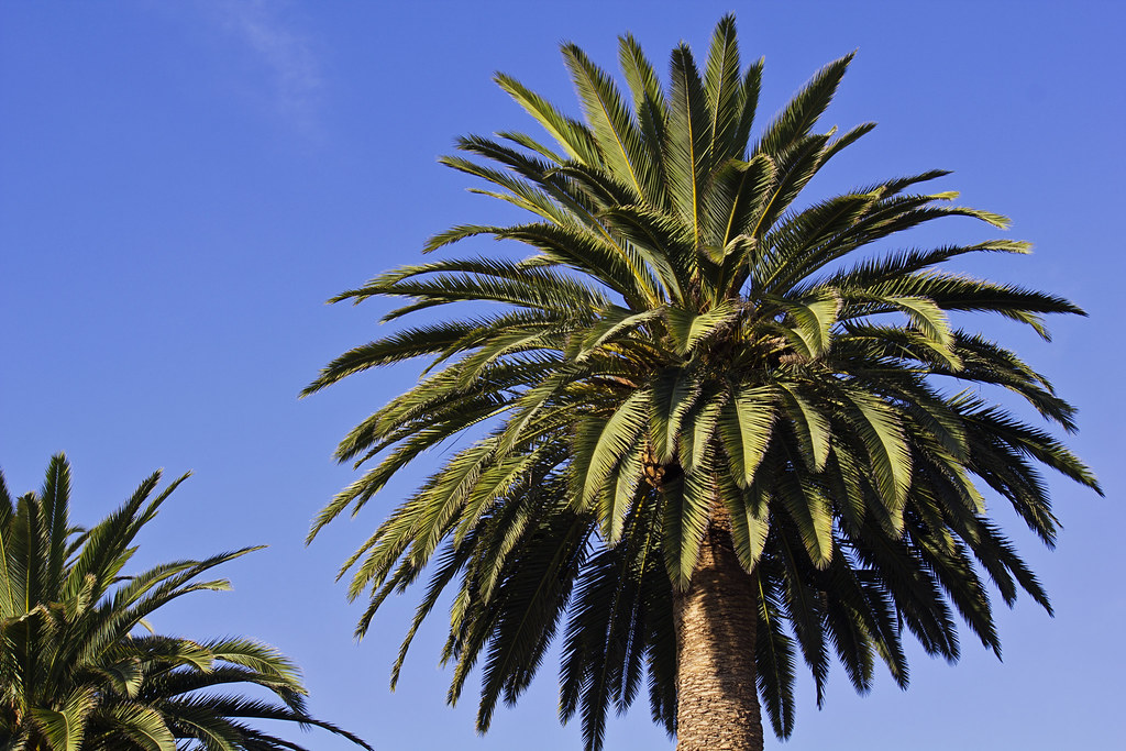 Palm Tree San Francisco latteda Flickr