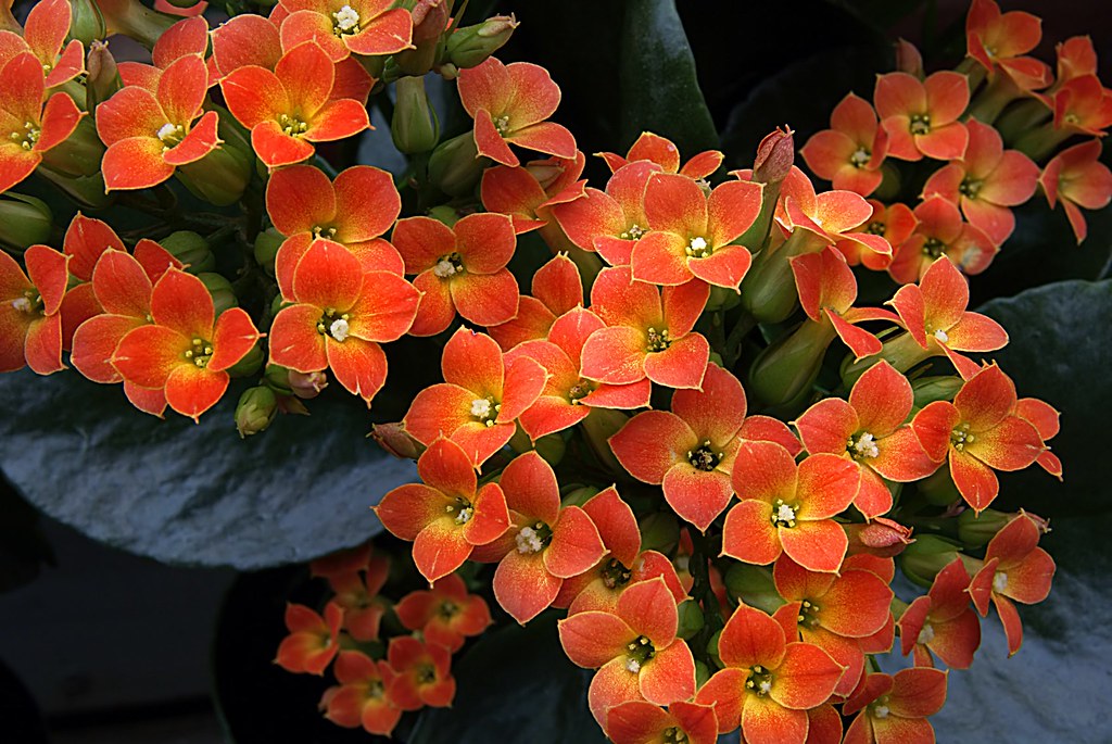 Kalanchoe blossfeldiana. Kalanchoe blossfeldiana is a herb… Flickr