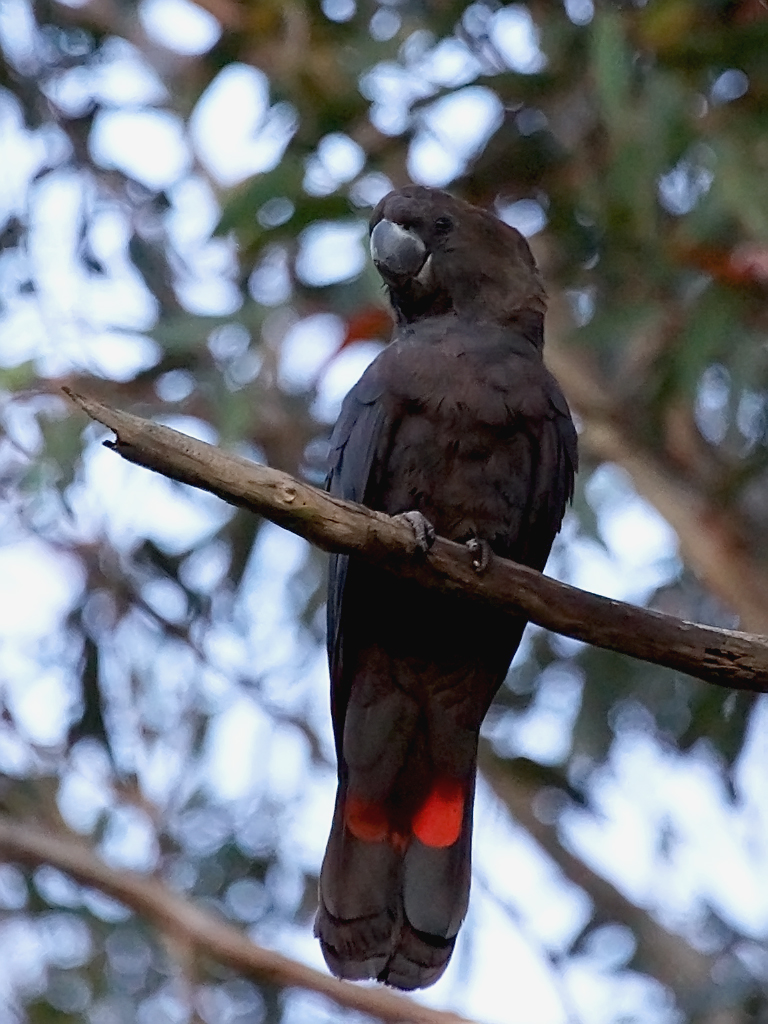Glossy BlackCockatoo (Calyptorhynchus lathami) Crowdy Bay… Flickr