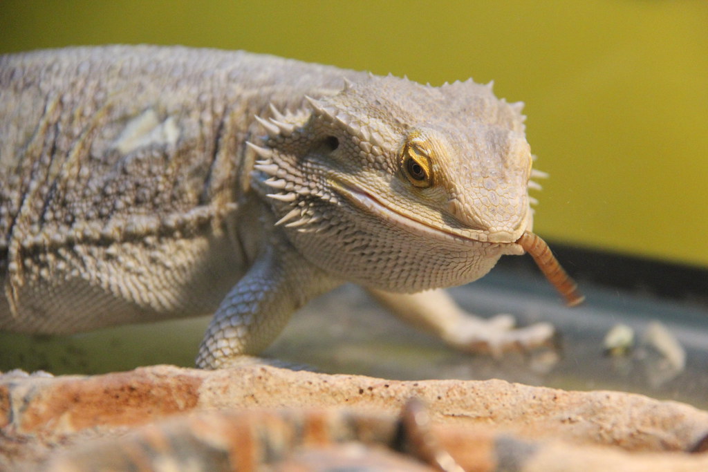 3008_0043 Bearded dragon lizard eating meal worms museum98 Flickr