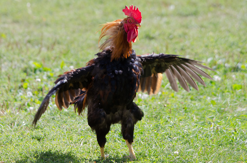 Dancing Rooster Matt Stratmoen Flickr