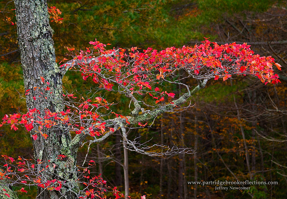 Red Branch Color along Burpee Pond in Windham Vermont. Jeffrey
