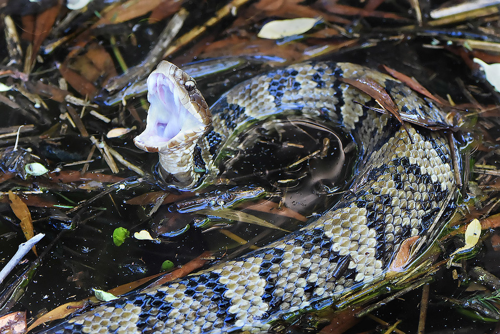 Cottonmouth in Virginia This Cottonmouth, Agkistrodon pisc… Flickr