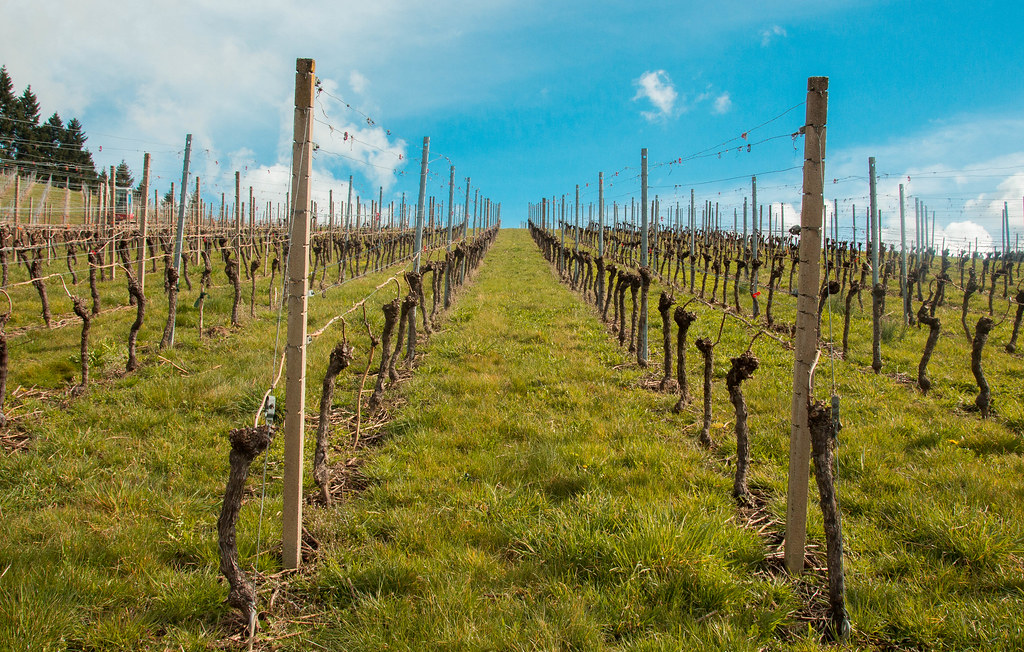 Kappelrodeck Mars18 Aline Schwartz Flickr