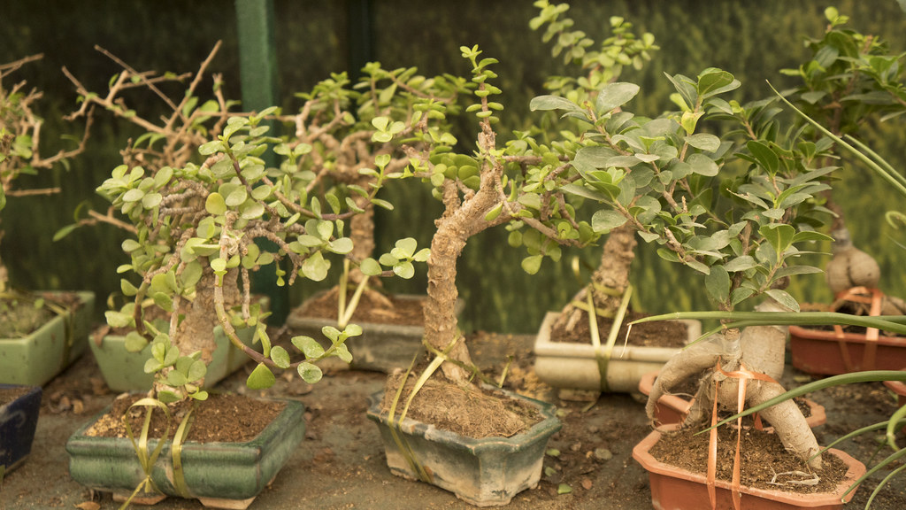 Bonsai trees at Egypt's Spring Flowers Fair 2018 A collect… Flickr