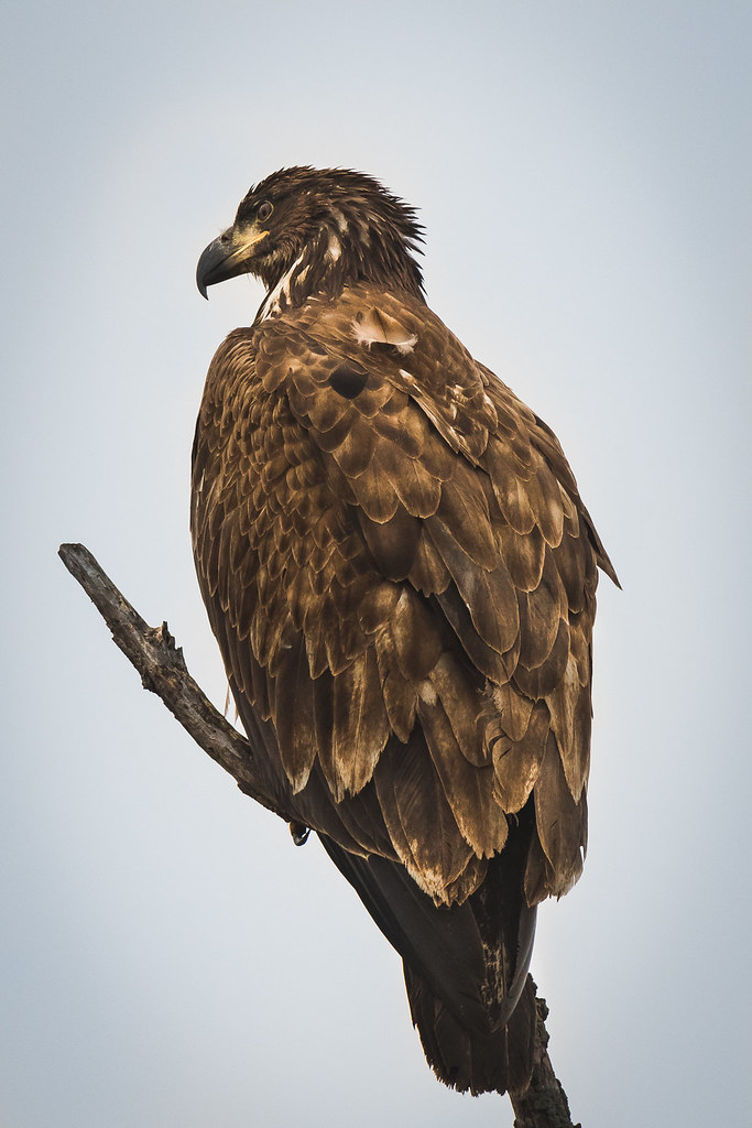 D50_2865 Eagle at montezuma wildlife refuge, seneca falls,… Flickr