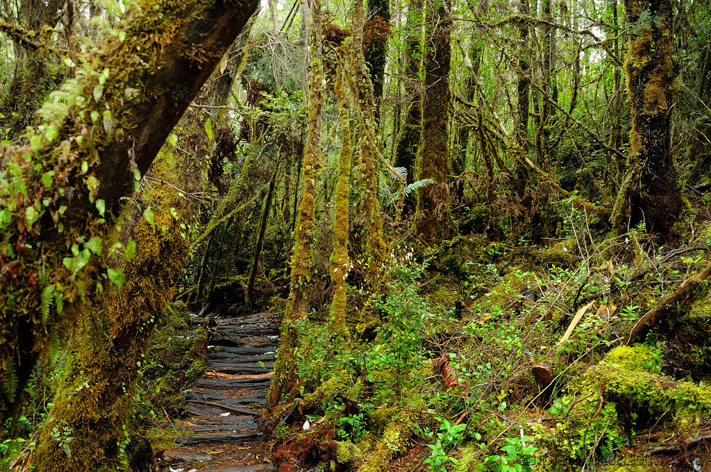 Sendero Bosque Hundido Parque Tantauco (Chiloe) El Sende… Flickr