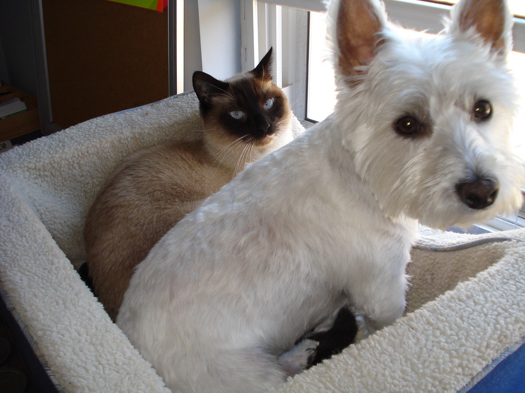 aaaaaaaaaa 008 Critter Care and Cab Pet Sitter Knoxville TN Brandy