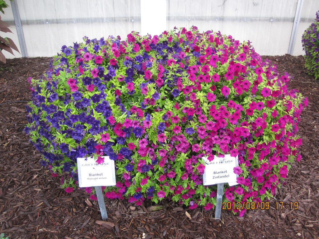 Petunia blanket zinfandel and midnight velvet Susan Liou Flickr