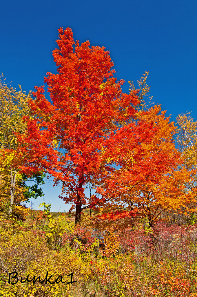 DSC_0018 Brilliant Maple Wisconsin color hits its peak in … Flickr
